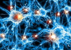 Nerve